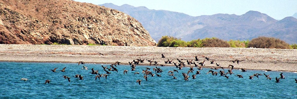bahia-de-los-angeles